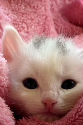 Read Tiny Little Bitty White and Gray Kitten Cat Journal: 150 Page Lined Notebook/Diary -  | ePub