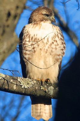 Download The Sharp Shinned Hawk Journal: 150 Page Lined Notebook/Diary -  | PDF