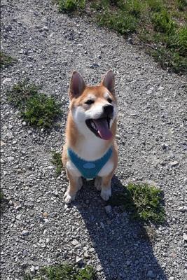 Read Online JustErsan: Philantropist, Hyperpolyglot, World Famous Troglodyte, Pro Memer: Philantropist, Hyperpolyglot, World Famous Troglodyte, Pro Memer - Jesper Vellan | ePub